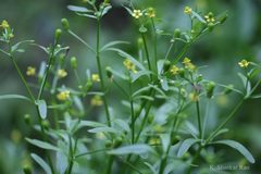 Ranunculus sceleratus